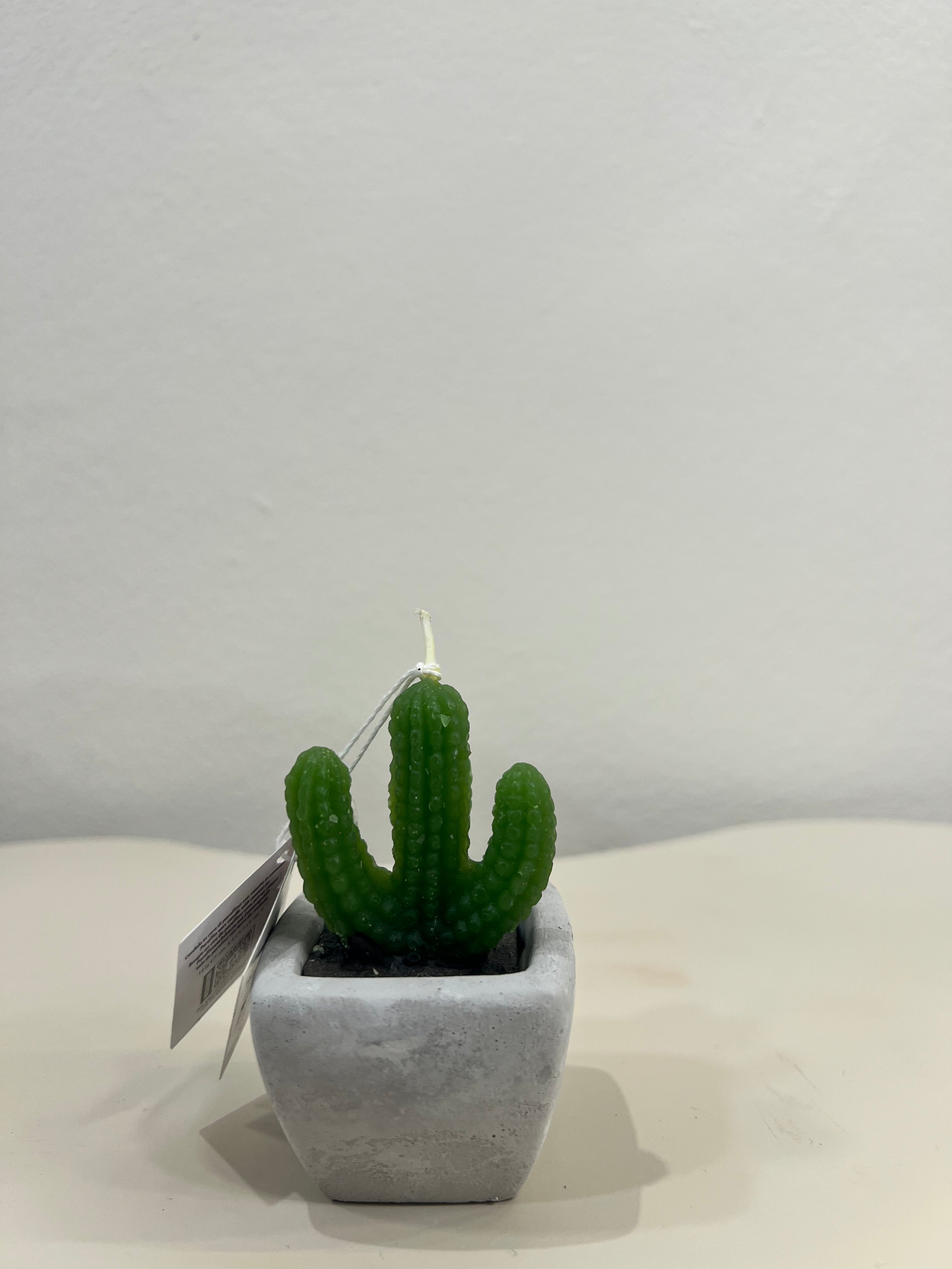 CANDELA PIANTINA GRASSA CON VASETTO