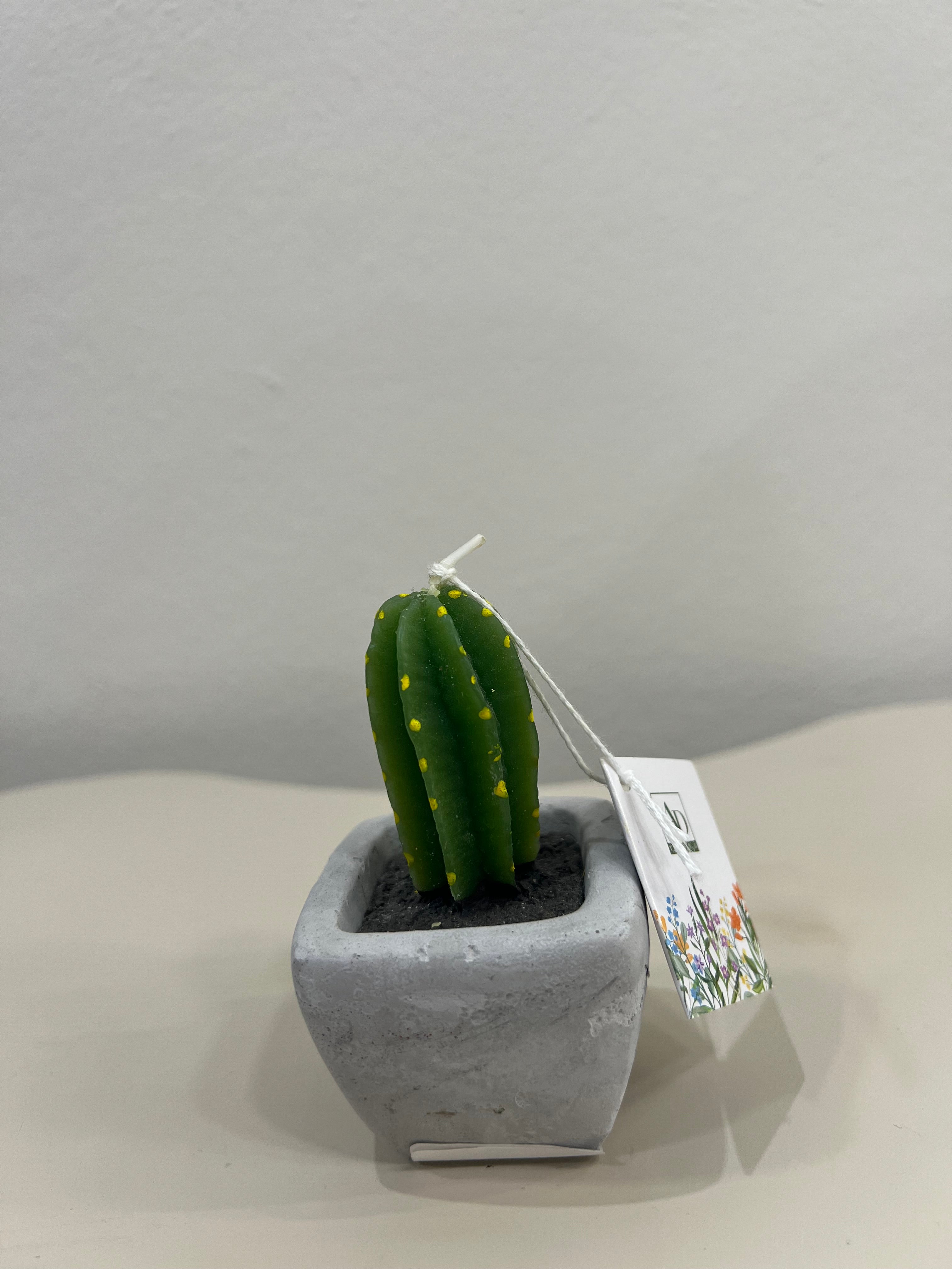 CANDELA PIANTINA GRASSA CON VASETTO