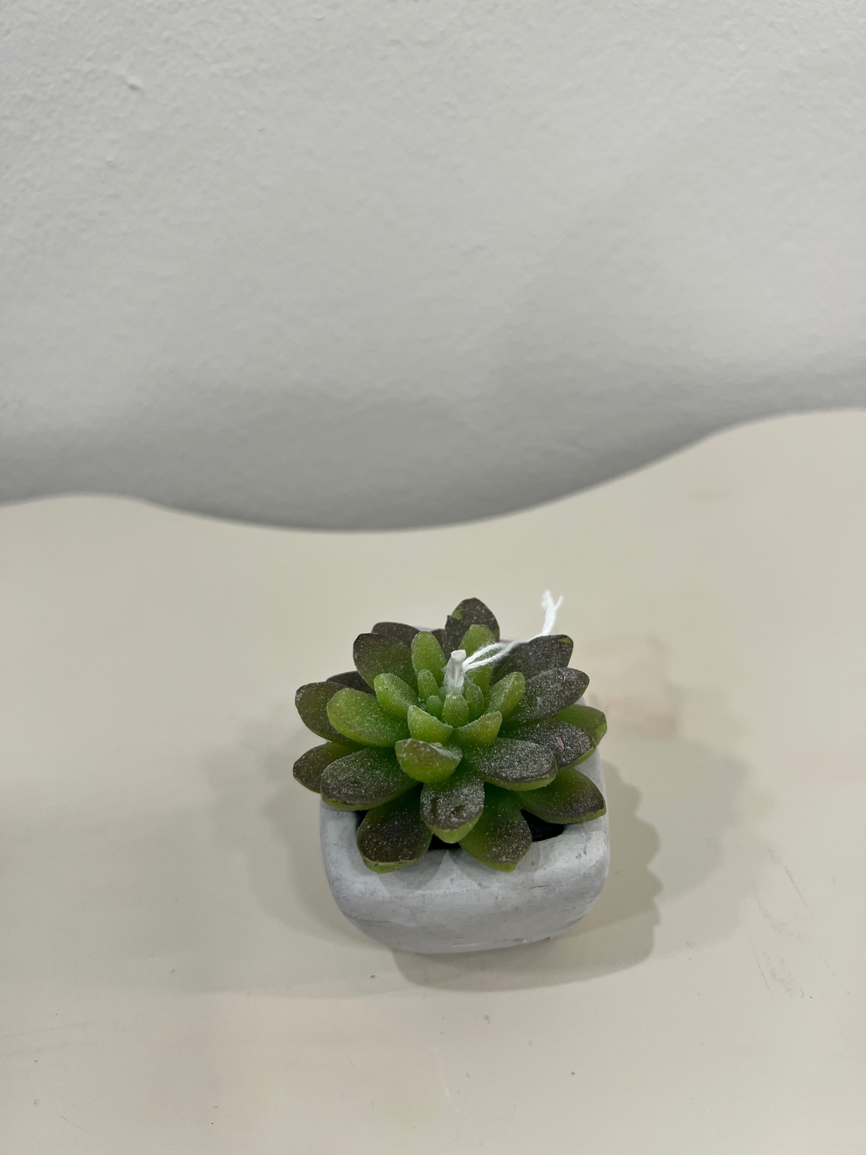 CANDELA PIANTINA GRASSA CON VASETTO